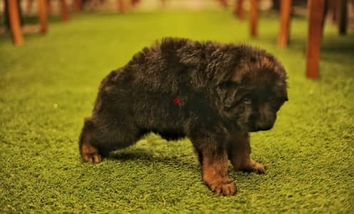 Male German shepherd puppies Female جراوي جيرمن شيبرد ذكر ولد بنت انثي