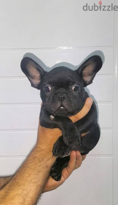 french bulldog female 65 days black offspring super Quality