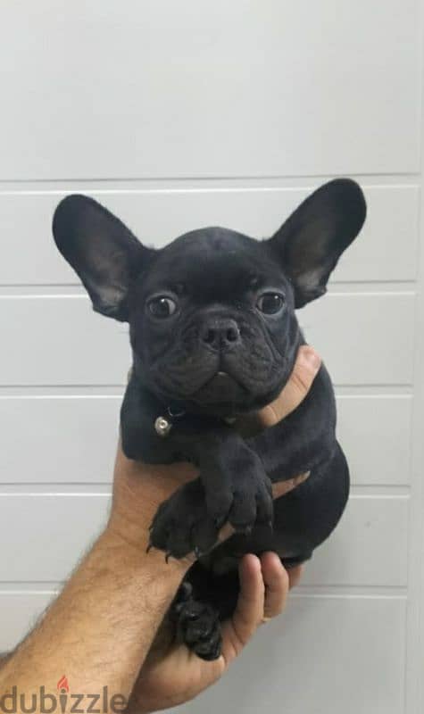 french bulldog female 65 days black offspring super Quality 1