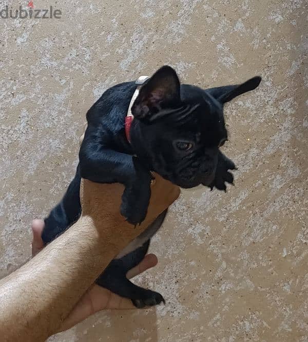 french bulldog female 65 days black offspring super Quality 4