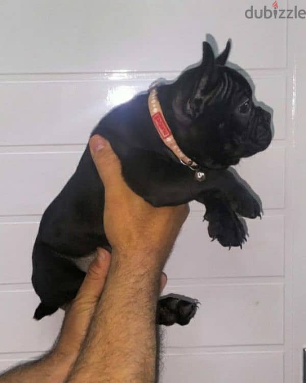 french bulldog female 65 days black offspring super Quality 5