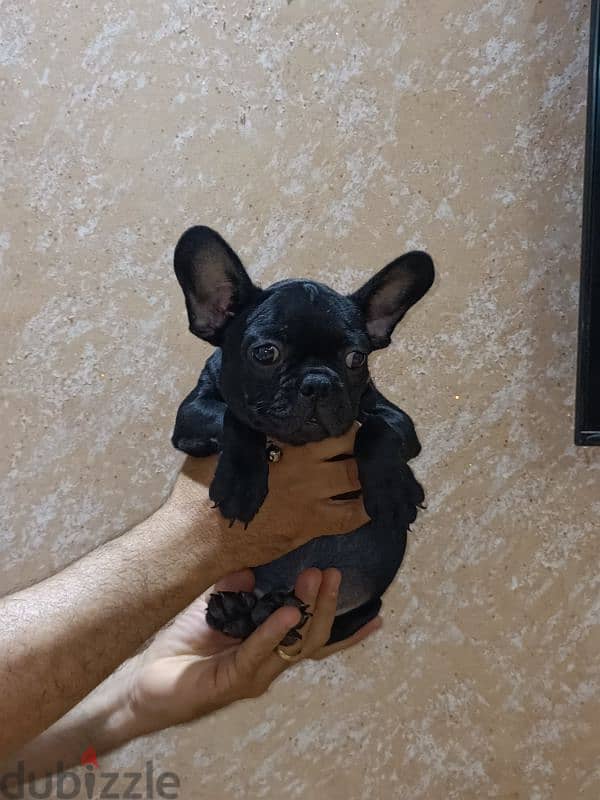 french bulldog female 65 days black offspring super Quality 6