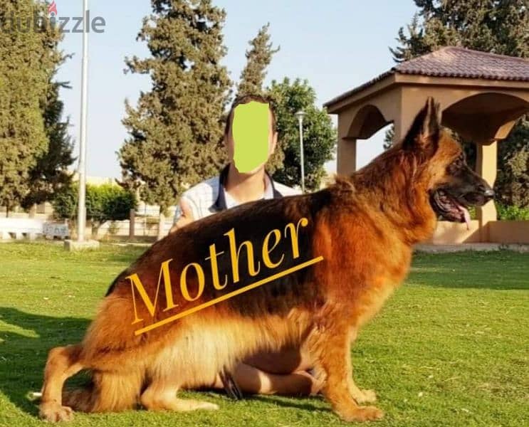 German shepherd male Female جراوي جيرمن شيبرد ذكر بيور انثي 4