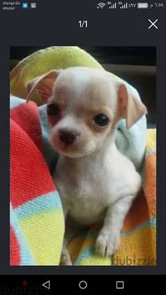 شيواوا حجم صغير chihuahua so small 0