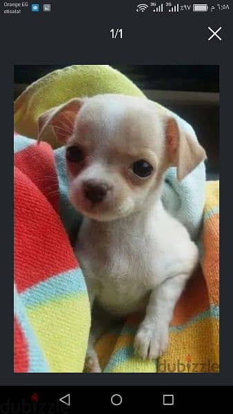 شيواوا حجم صغير chihuahua so small