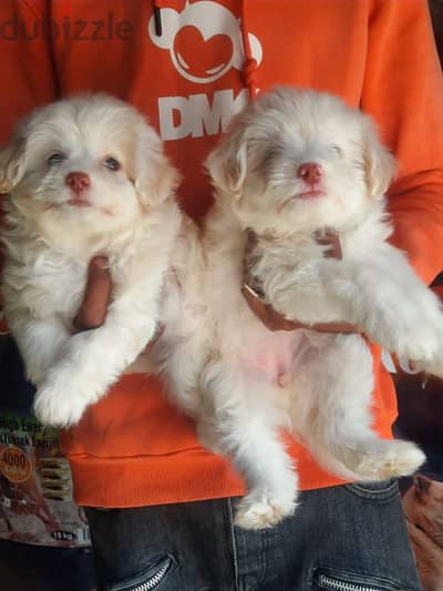 Havanese puppies 50 days vaccinated