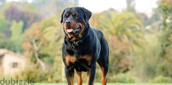 انا عايز اتبنى. . كلب روتوايلراو جيرمينlonghair. او تشاو تشاو. canecorso