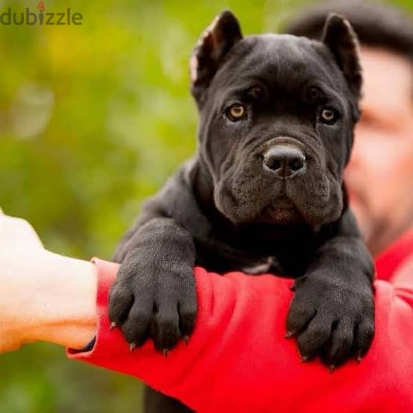 انا عايز اتبنى. . كلب روتوايلراو. canecorso 1