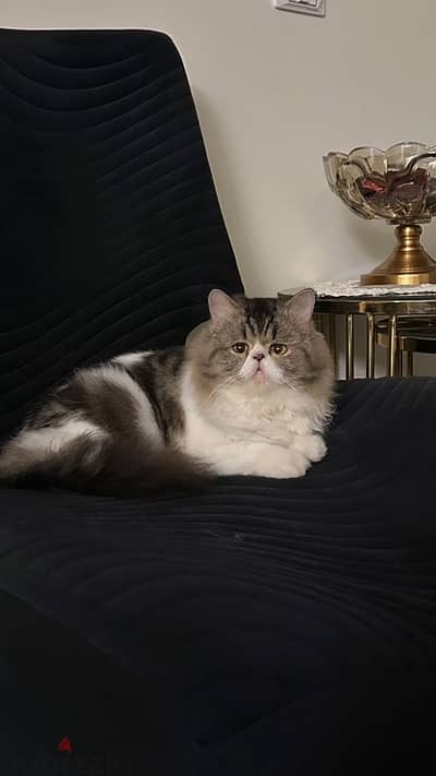 persian cat pure almost 1 year