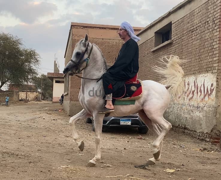 خيول عربية أصيلة بشهادة النسب 2