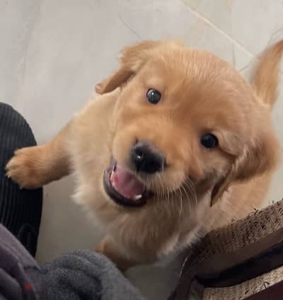 Male Golden Retriever Puppy 45 Days