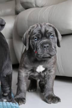 Cane Corso Dog for Sale With Pedigree FCI - From Europe 0