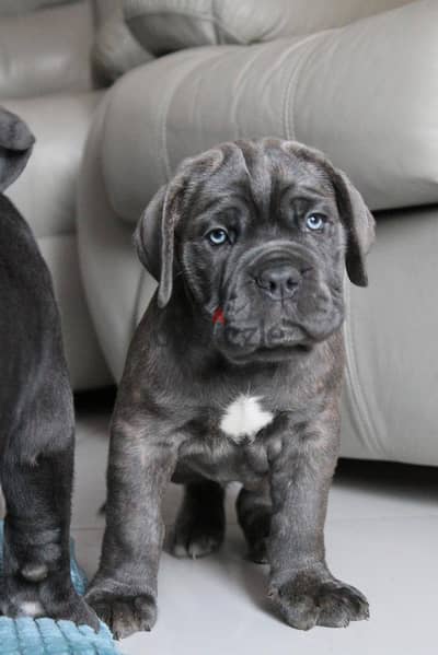 Cane Corso Dog for Sale With Pedigree FCI - From Europe