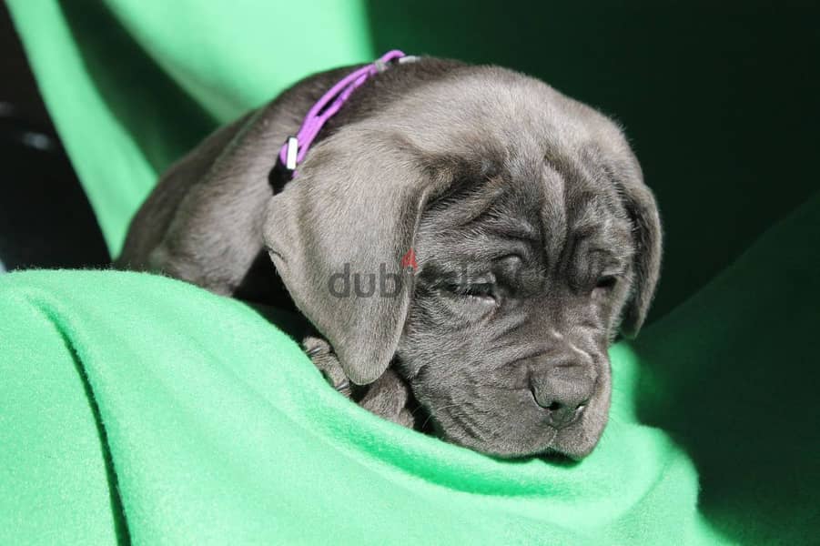 Cane Corso Dog for Sale With Pedigree FCI - From Europe 1