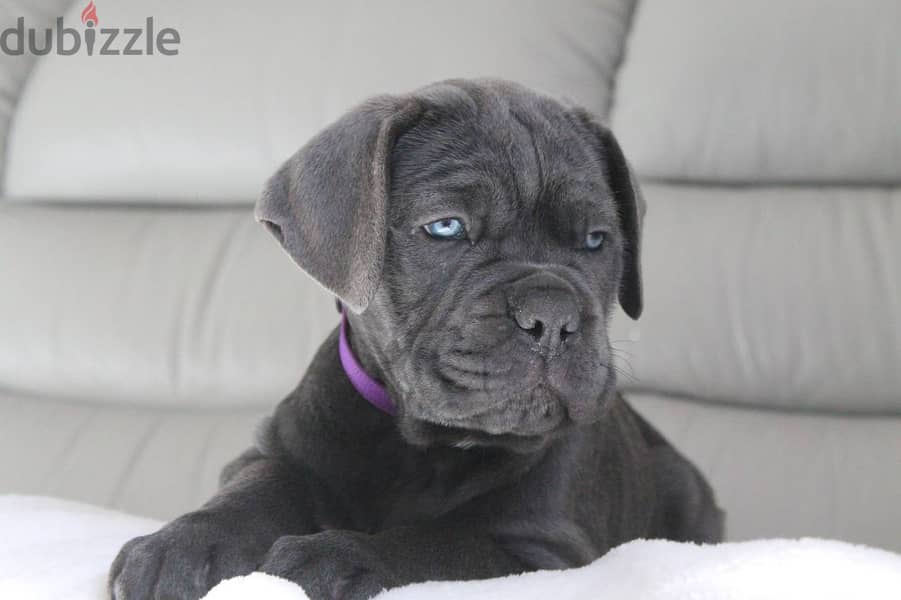 Cane Corso Dog for Sale With Pedigree FCI - From Europe 2