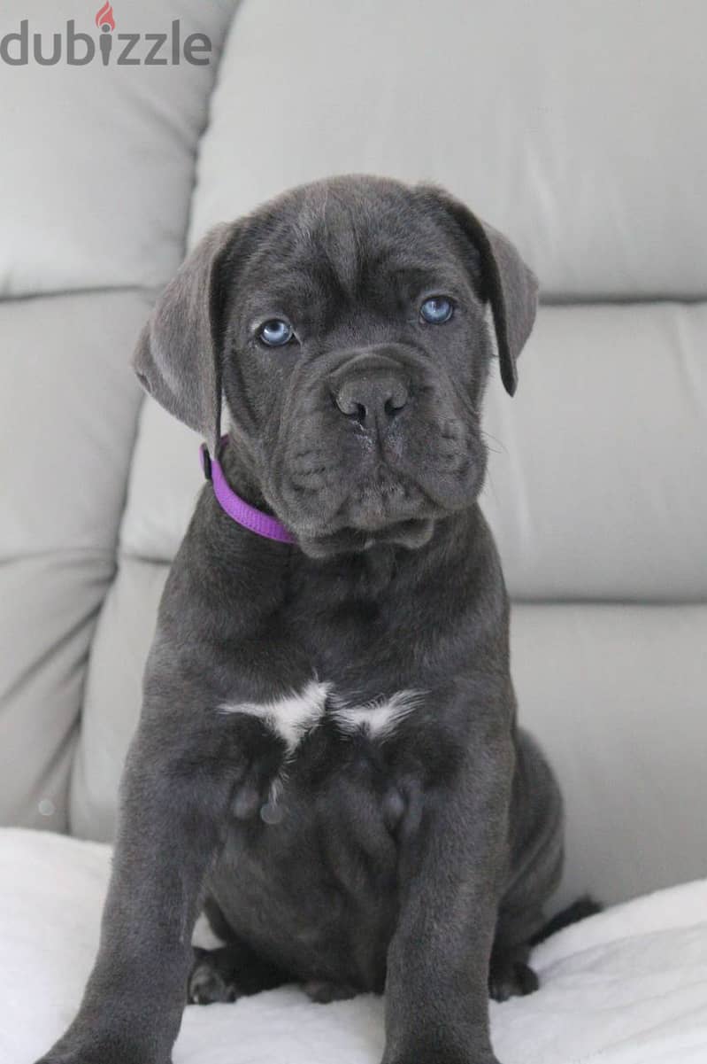 Cane Corso Dog for Sale With Pedigree FCI - From Europe 3