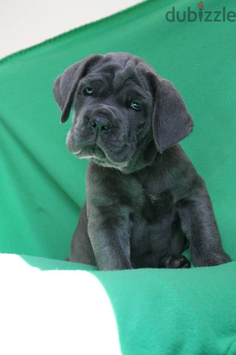 Cane Corso Dog for Sale With Pedigree FCI - From Europe 4