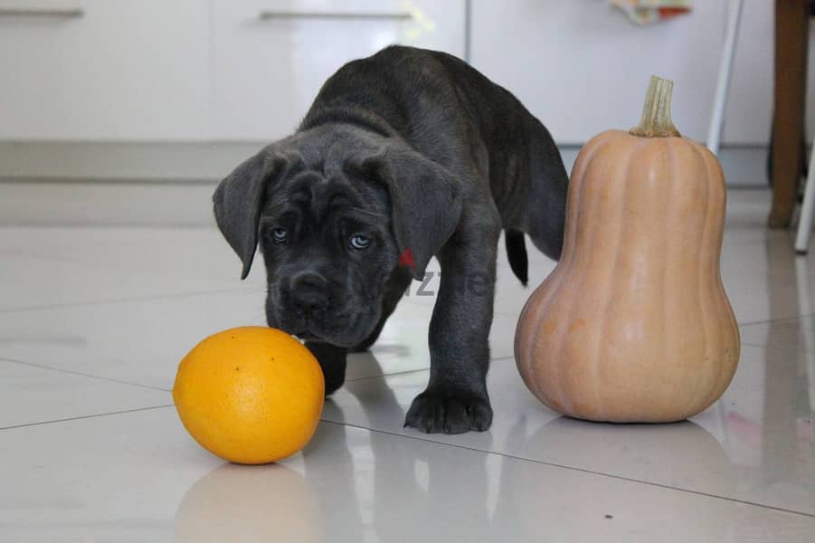 Cane Corso Dog for Sale With Pedigree FCI - From Europe 5