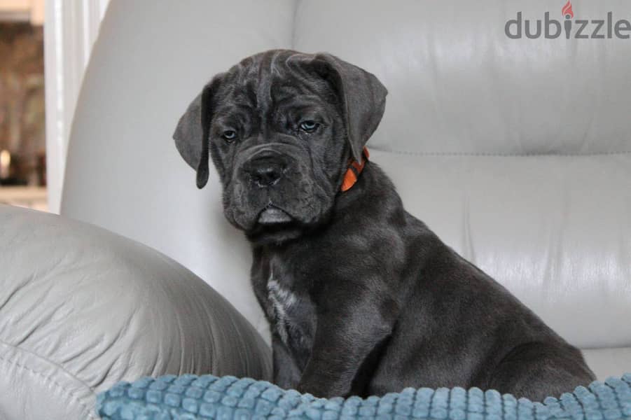 Cane Corso Dog for Sale - Female - With Pedigree FCI 0