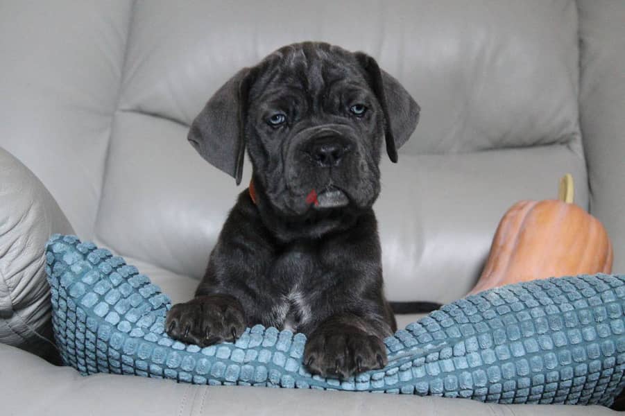 Cane Corso Dog for Sale - Female - With Pedigree FCI 1