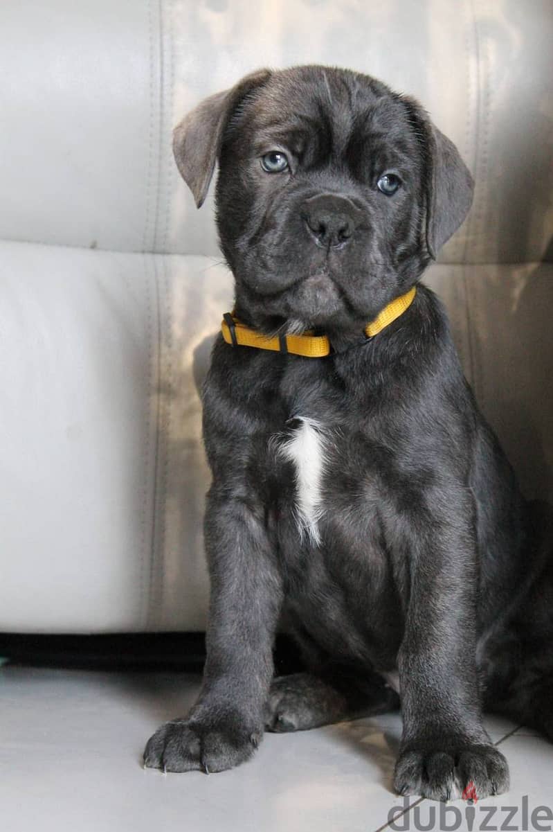 Cane Corso Dog for Sale - Female - With Pedigree FCI 2