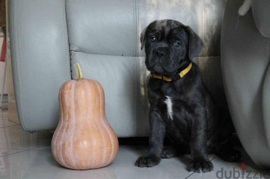 Cane Corso Dog for Sale - Female - With Pedigree FCI 3