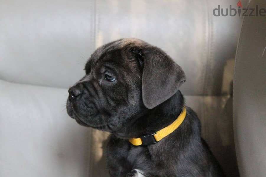 Cane Corso Dog for Sale - Female - With Pedigree FCI 4