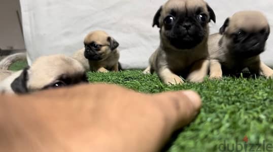 pug puppies females and males