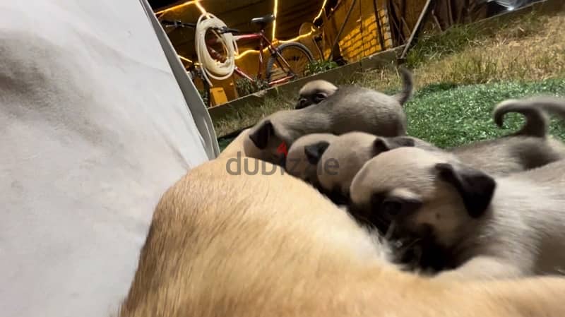 pug puppies females and males 1