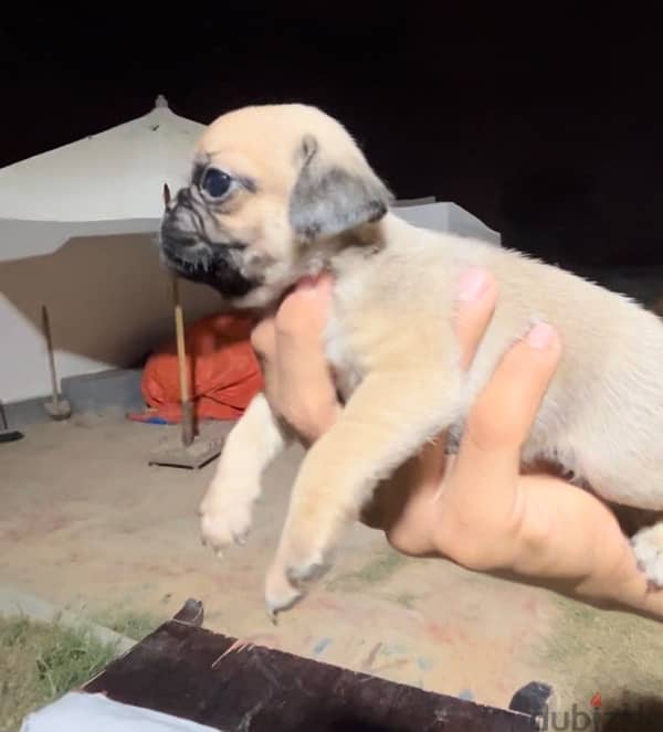 pug puppies females and males 2