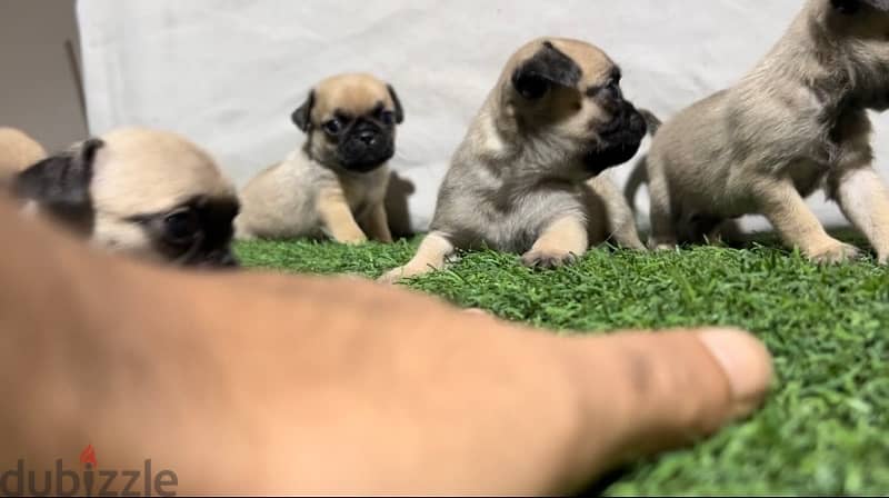 pug puppies females and males 3