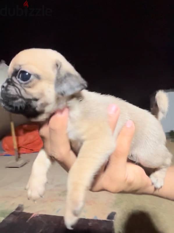 pug puppies females and males 4