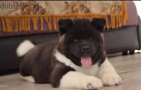 American Akita puppies boys from Russia 0