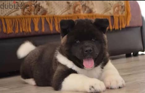 American Akita puppies boys from Russia