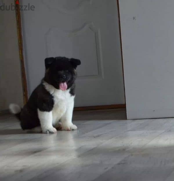 American Akita puppies boys from Russia 1