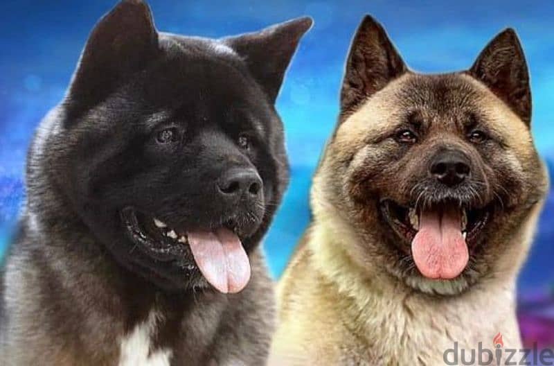 American Akita puppies boys from Russia 2