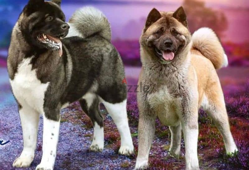 American Akita puppies boys from Russia 4