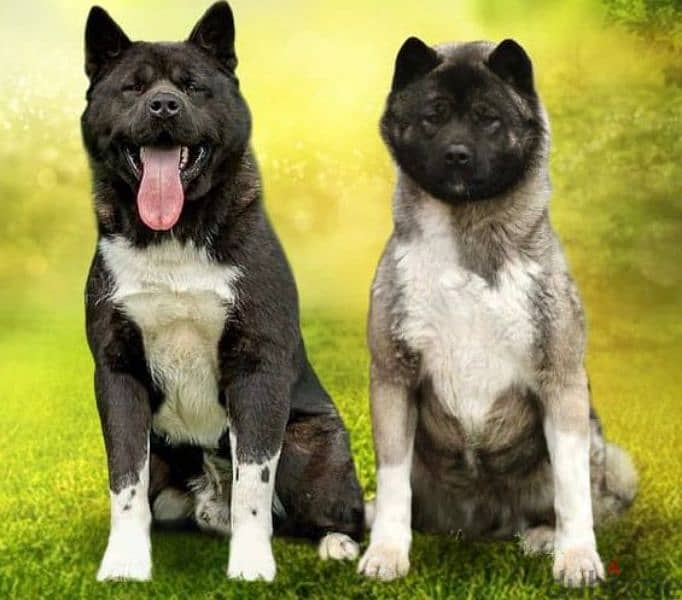 American Akita puppies boys from Russia 5