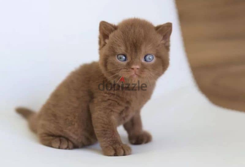 British Kittens Chocolate & Fawn boys from Russia 7