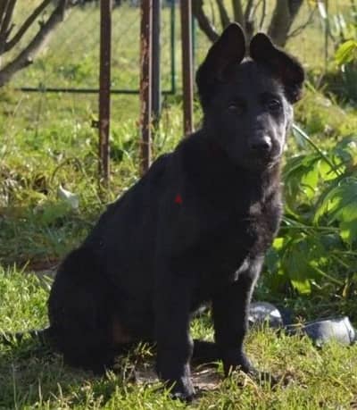 Black German shepherd puppies females from Russia