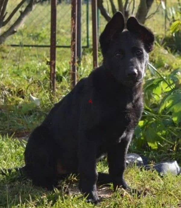 Black German shepherd puppies females from Russia 0