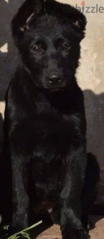 Black German shepherd puppies females from Russia 1