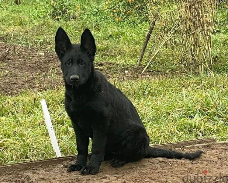 Black German shepherd puppies females from Russia 2