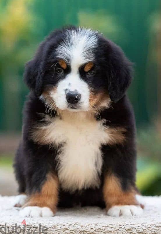 A gorgeous bernese mountain puppy boy from Russia 0