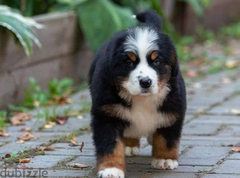 A gorgeous bernese mountain puppy boy from Russia 1