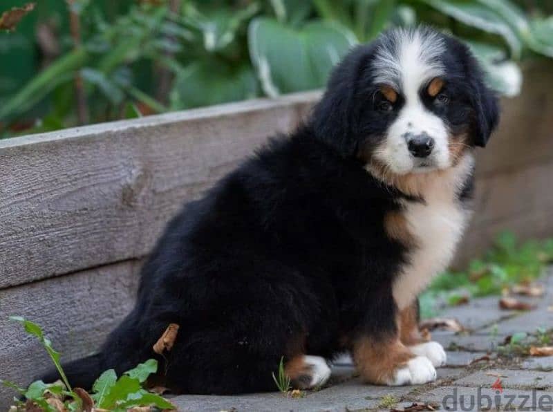 A gorgeous bernese mountain puppy boy from Russia 2