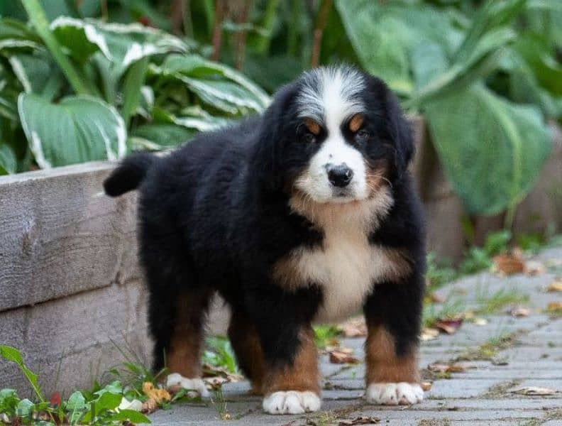 A gorgeous bernese mountain puppy boy from Russia 3