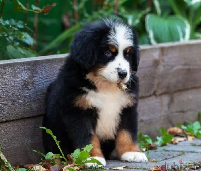 A gorgeous bernese mountain puppy boy from Russia 4