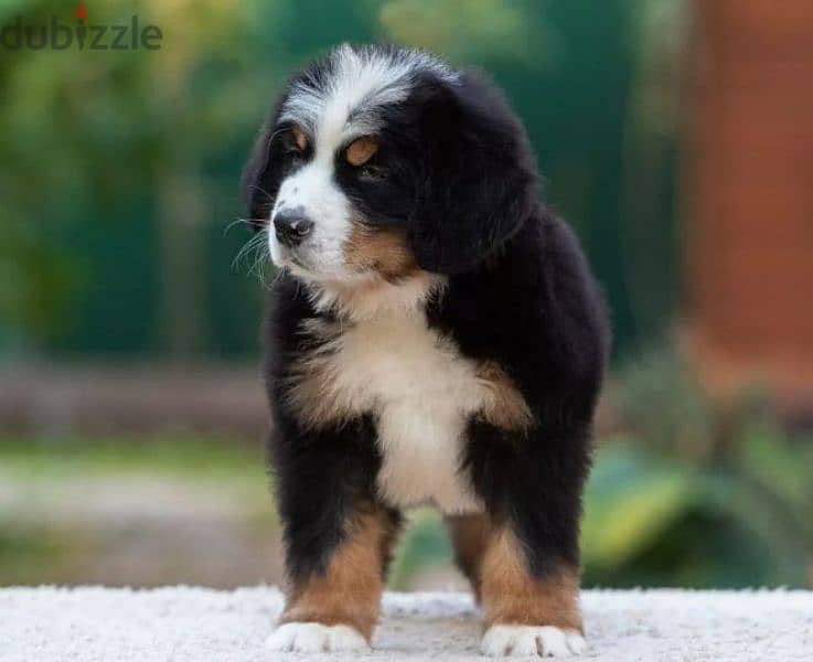 A gorgeous bernese mountain puppy boy from Russia 5