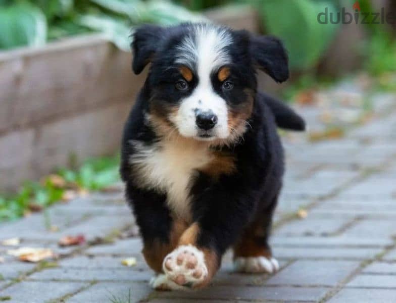 A gorgeous bernese mountain puppy boy from Russia 6